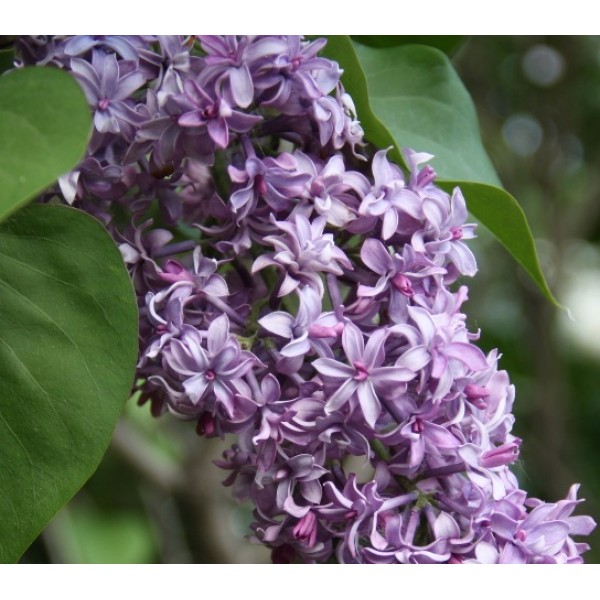 ''Royal Purple''  Syringa Hyacintiflora 
