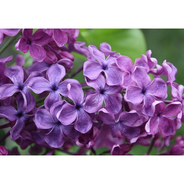 ''Sumerki'' Syringa vulgaris 
