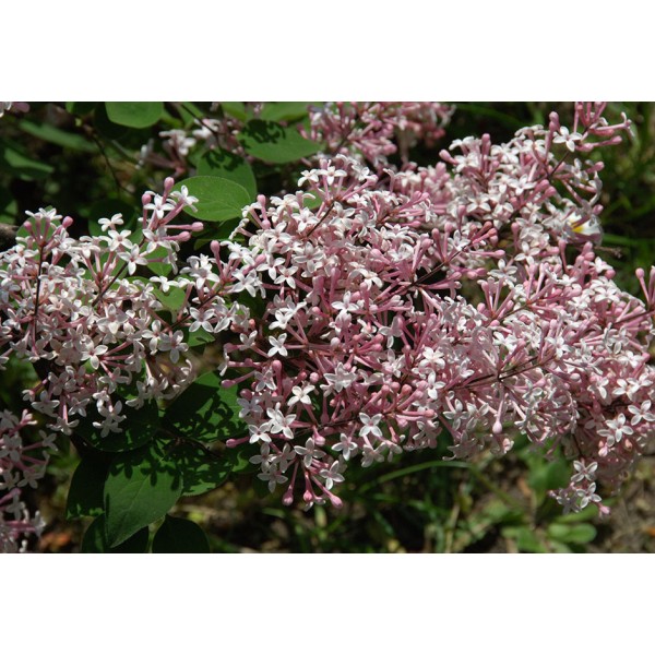 "Superba" Syringa microphylla