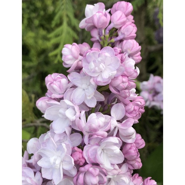 Syringa vulgaris 'Rustica'