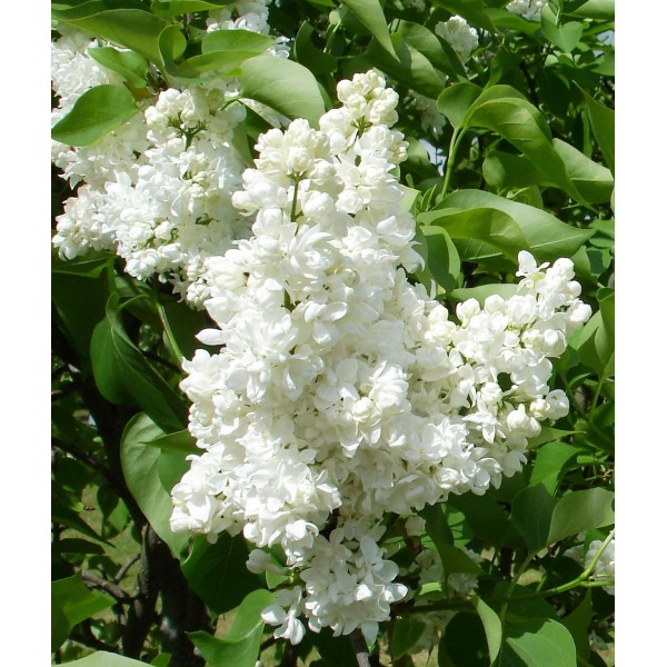 "Souv. d. Alice Harding" Syringa vulgaris