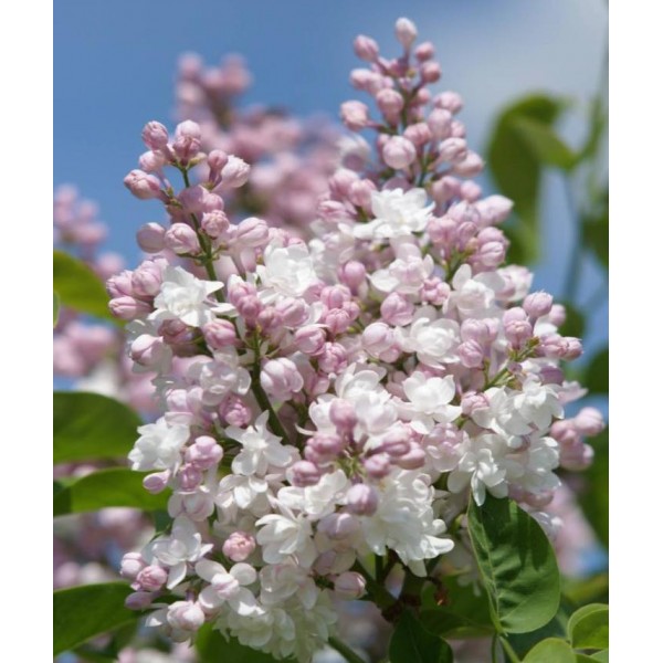 "Krasavitsa  Moskvi"    Syringa vulgaris