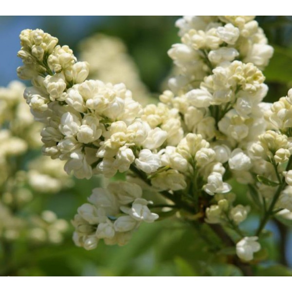 "Liega" Syringa vulgaris