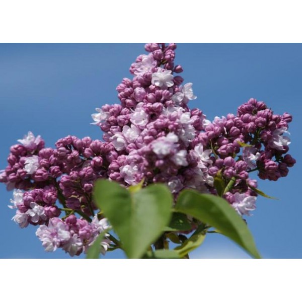"Marc Micheli" Syringa vulgaris 