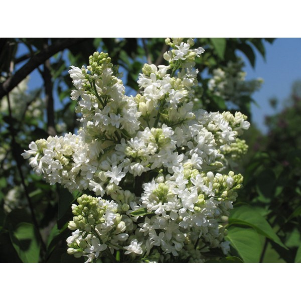 "Mme Lemoine'' Syringa vulgaris