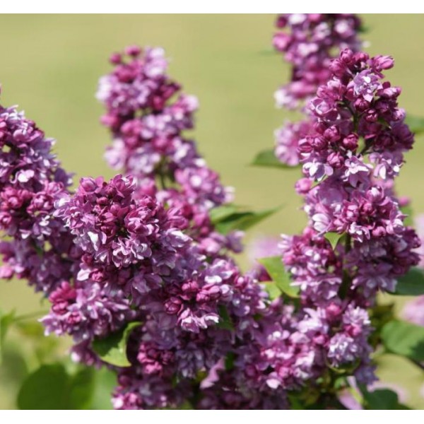 ''Ogni Donbassa'' Syringa vulgaris