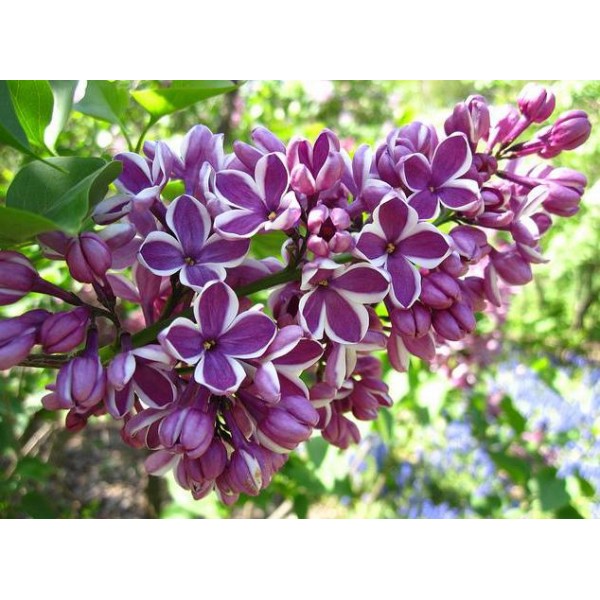 ''Sensation'' Syringa vulgaris