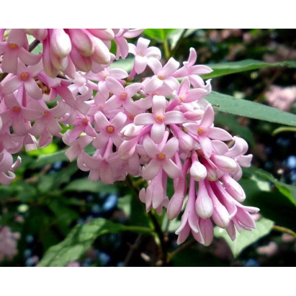 ''Ungārijas ceriņš'' Syringa josikaea