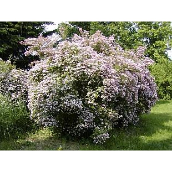 Kolkwizia amabilis - Burvīgā kolvīcijas