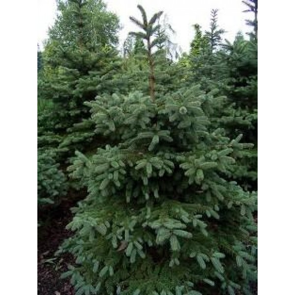 Picea pungens (RVA) - Asā egle 