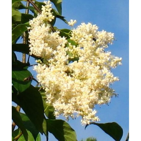 Syringa reticulata var.amurensis (syn.S.amurensis) - Amūras ceriņš