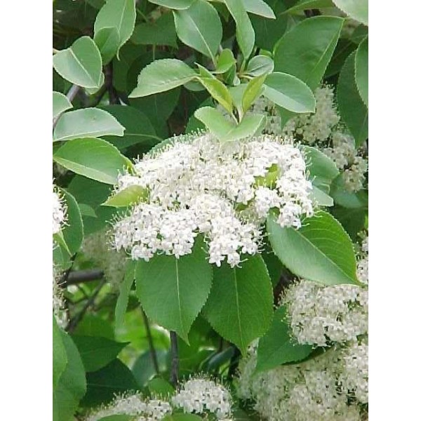Viburnum Lentago - Kanādas irbene