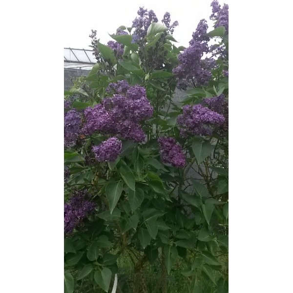 ''Vesper'' Syringa vulgaris