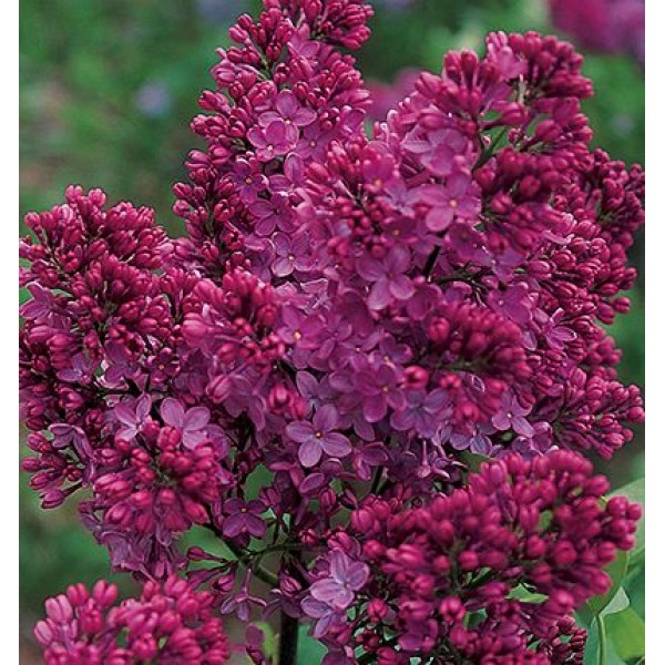 Syringa vulgaris "Congo" Syringa vulgaris "Congo"