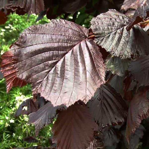 Lazda maxima ‘Purpurea’