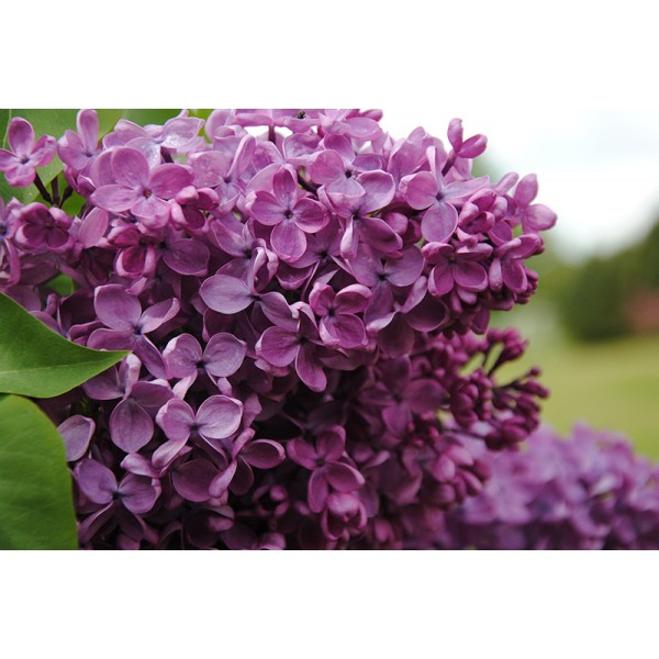 "Daudzpusīgais Zemzaris'' Syringa vulgaris 