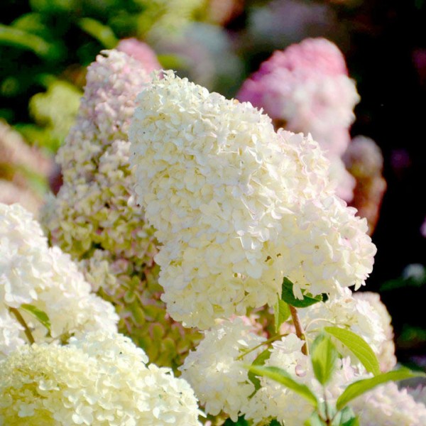 Hydrangea paniculata "Diamantino"