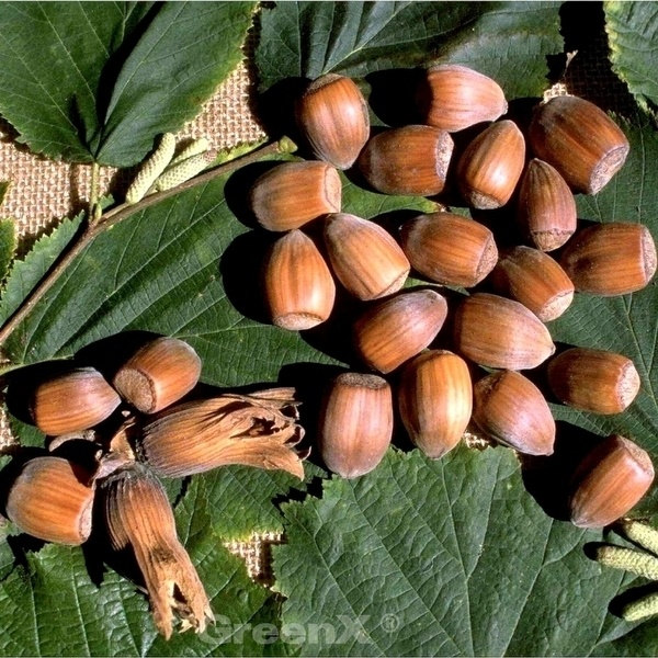 Lazda  “Webbs Preisnuss”.