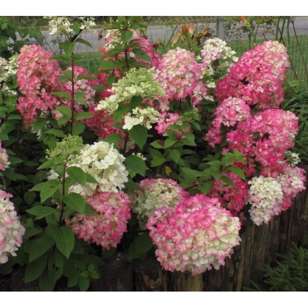 Hydrangea paniculata "Diamant Rouge" Hydrangea paniculata "Diamant Rouge"