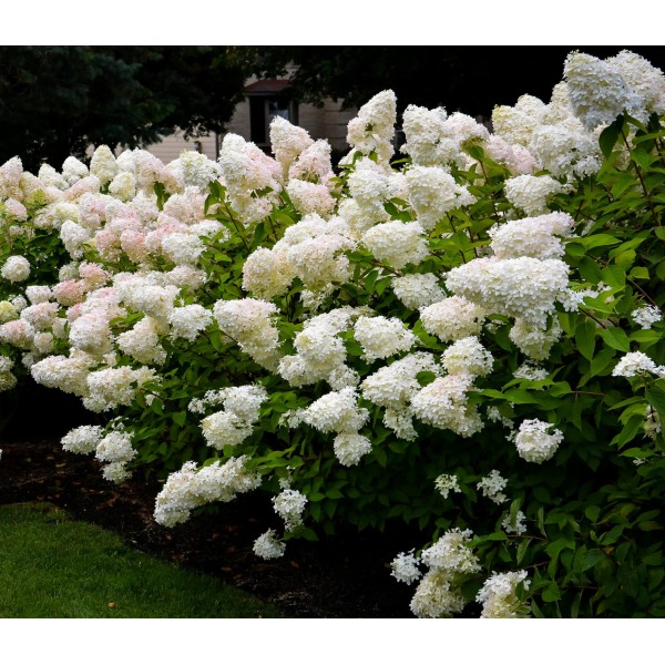 Hydrangea paniculata "Bombshell"