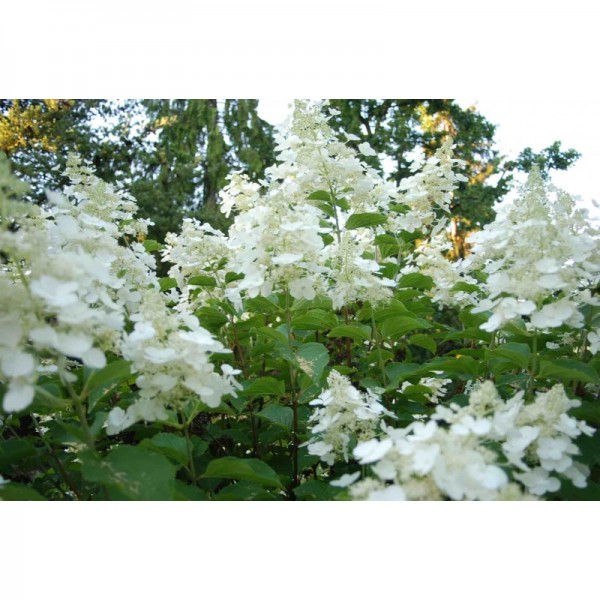 Hydrangea paniculata "White Lady"