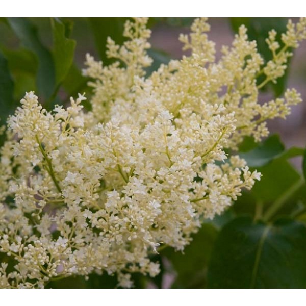 Syringa reticulata  "Japānas ceriņš"