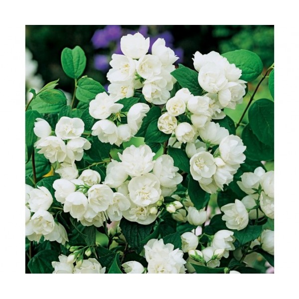 Philadelphus "Rosace"