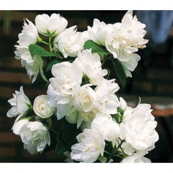 Philadelphys 'Justynka'