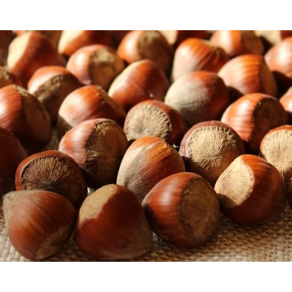 Corylus  Katalonski - lielaugļu lazda