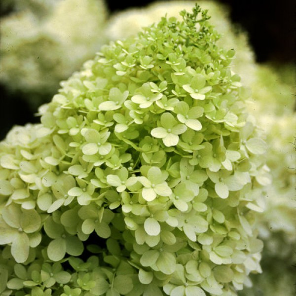 Hydrangea paniculata "Limelight"