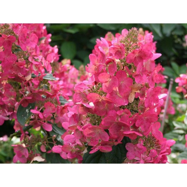 Hydrangea paniculata "Mega Mindy"