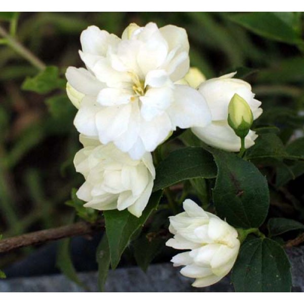 Philadelphus "Minesota Snowflake"