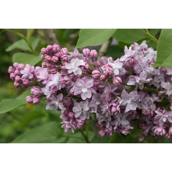 "Michel Buchner" Syringa vulgaris