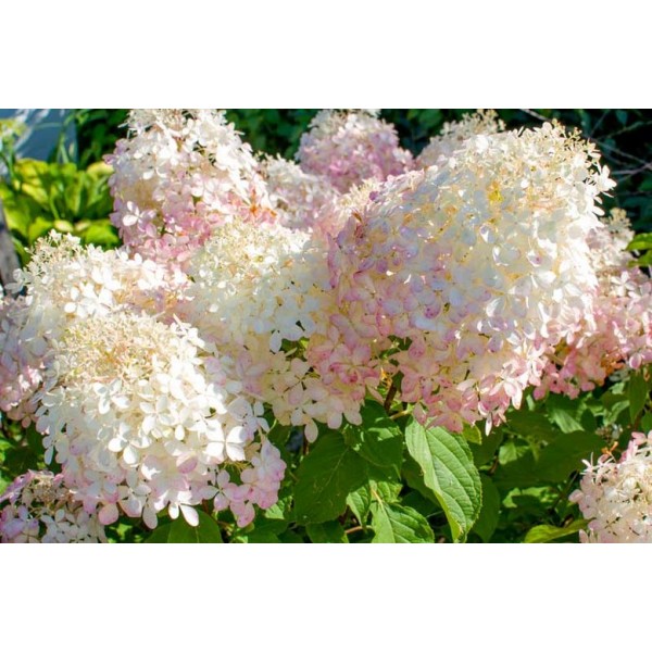 Hydrangea paniculata "Phantom"