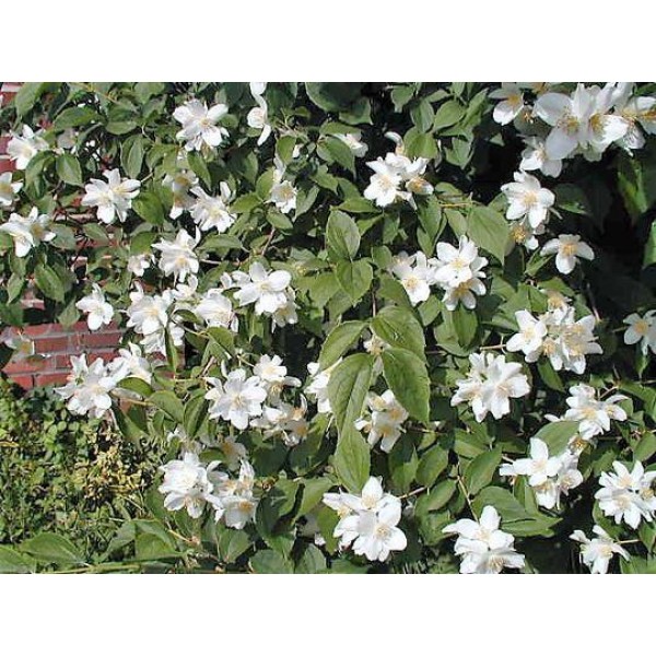 Philadelphus "Lemoinei"