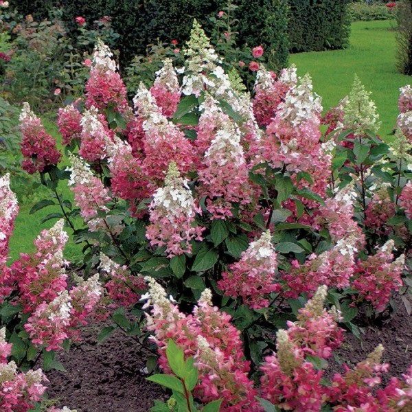 Hydrangea paniculata "Pinky Winky"