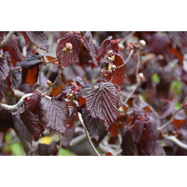 Corulus maxima "Red Majestic"