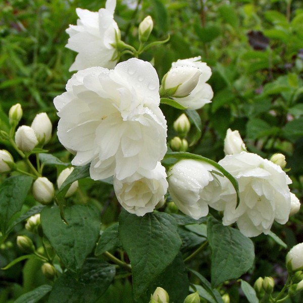 Philadelphus "Schneesturm"