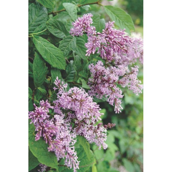 Zvjagifleksa ceriņš Zvjagifleksa ceriņš