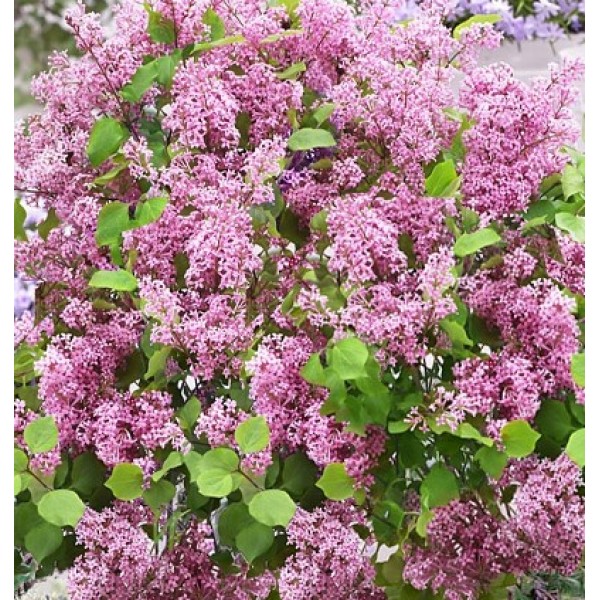 Syringa meyeri 'Flowerfesta Pink'