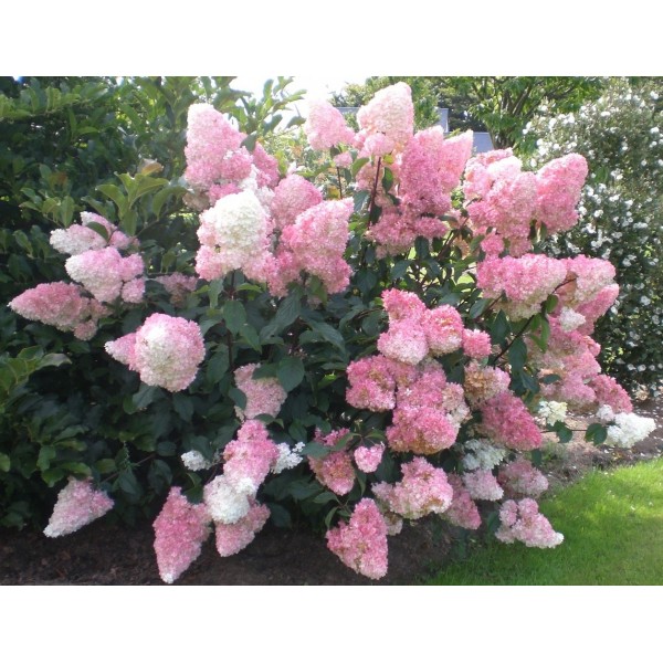Hydrangea paniculata "Vanille Fraise"