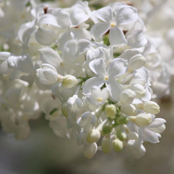 "White Mirracle" syringa vulgaris